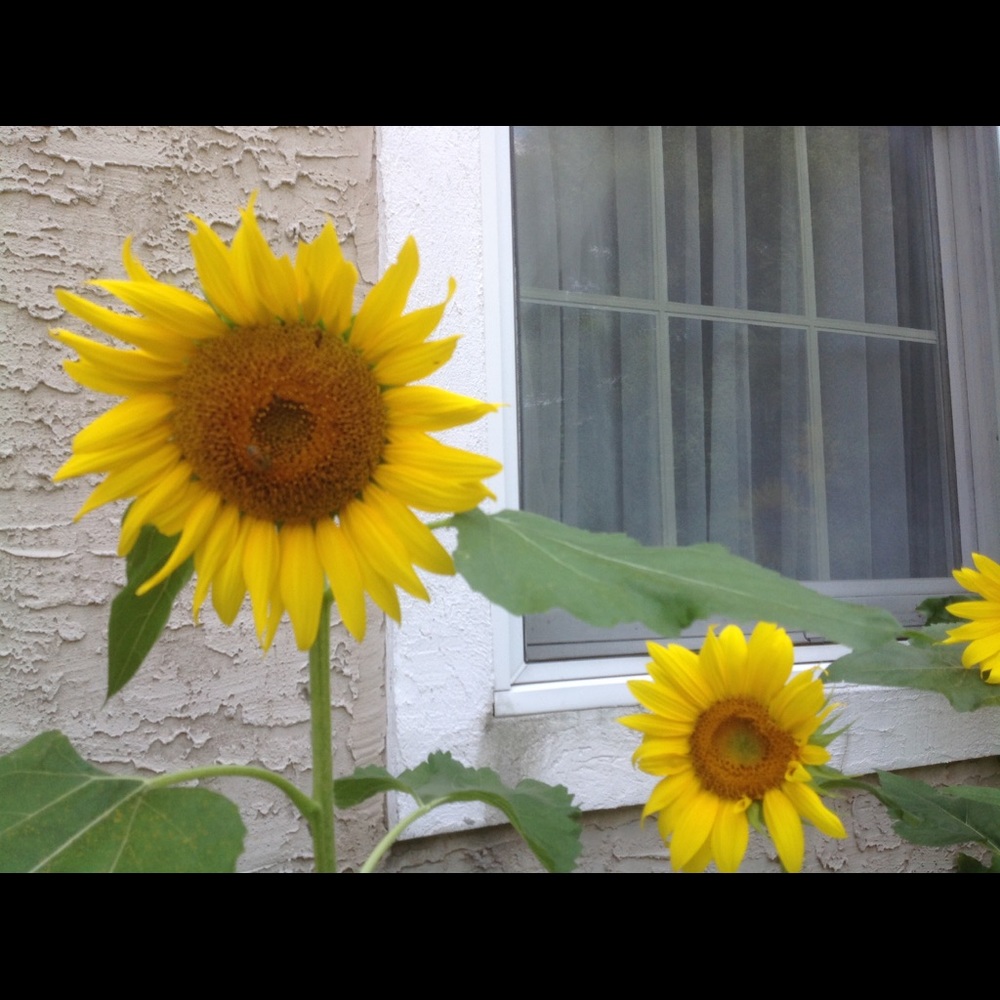 Meet your Posher, Ellen